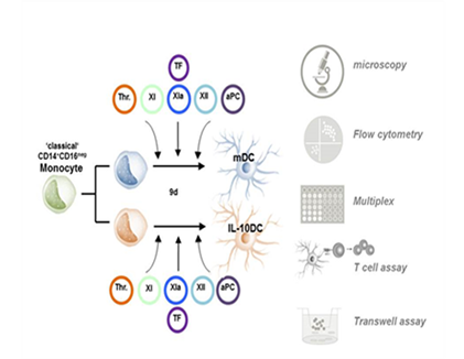 Thrombozyten und Monozyten als Regulatoren von Autoimmunität und Allergie