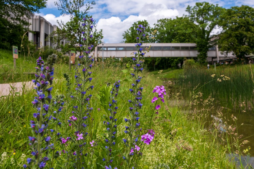 Blume mit Kelchblüten am Rande des Kanals der die Uni-Seen miteinander verbindet und der Uni-Bibliothek im Hintergrund