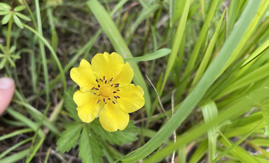 Kriechendes Fingerkraut (Potentilla reptans)