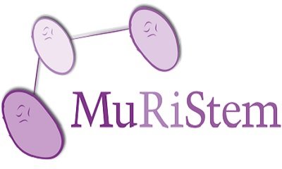 Text: MuRiStem, links daneben drei lila farbene Zellen abgebildet, die durch Striche miteinander verbunden sind