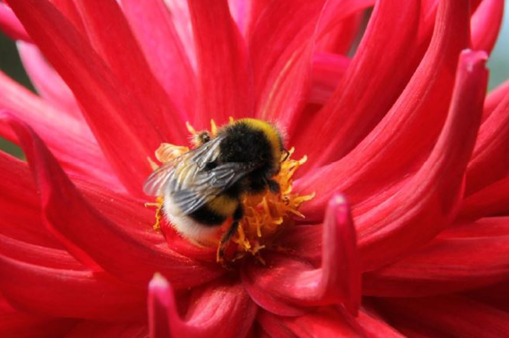 Die Erdhummel