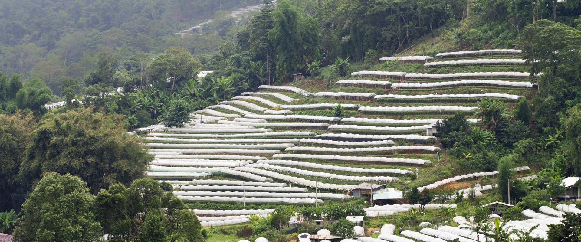 Landwirtschaft Thailand