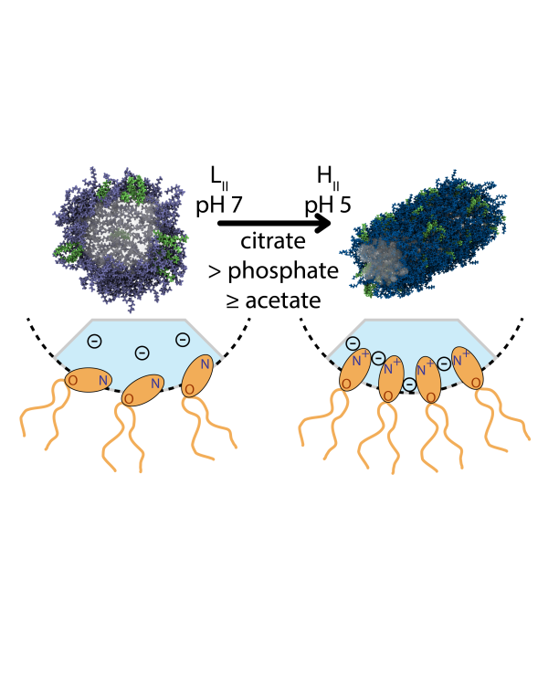 Our recent study on lipid nanoparticles has now been published.