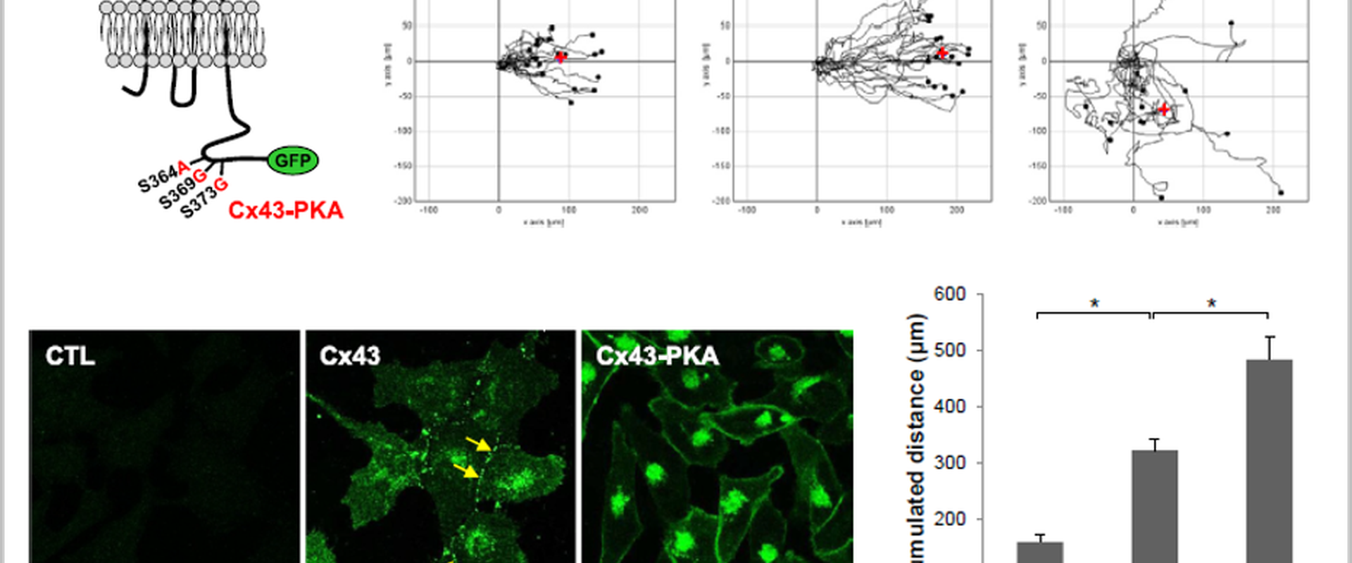 Role of connexins during vascular remodeling processes