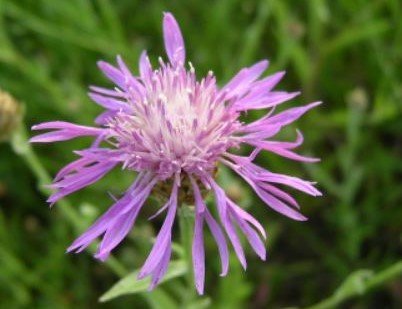 Wiesen-Flockenblume