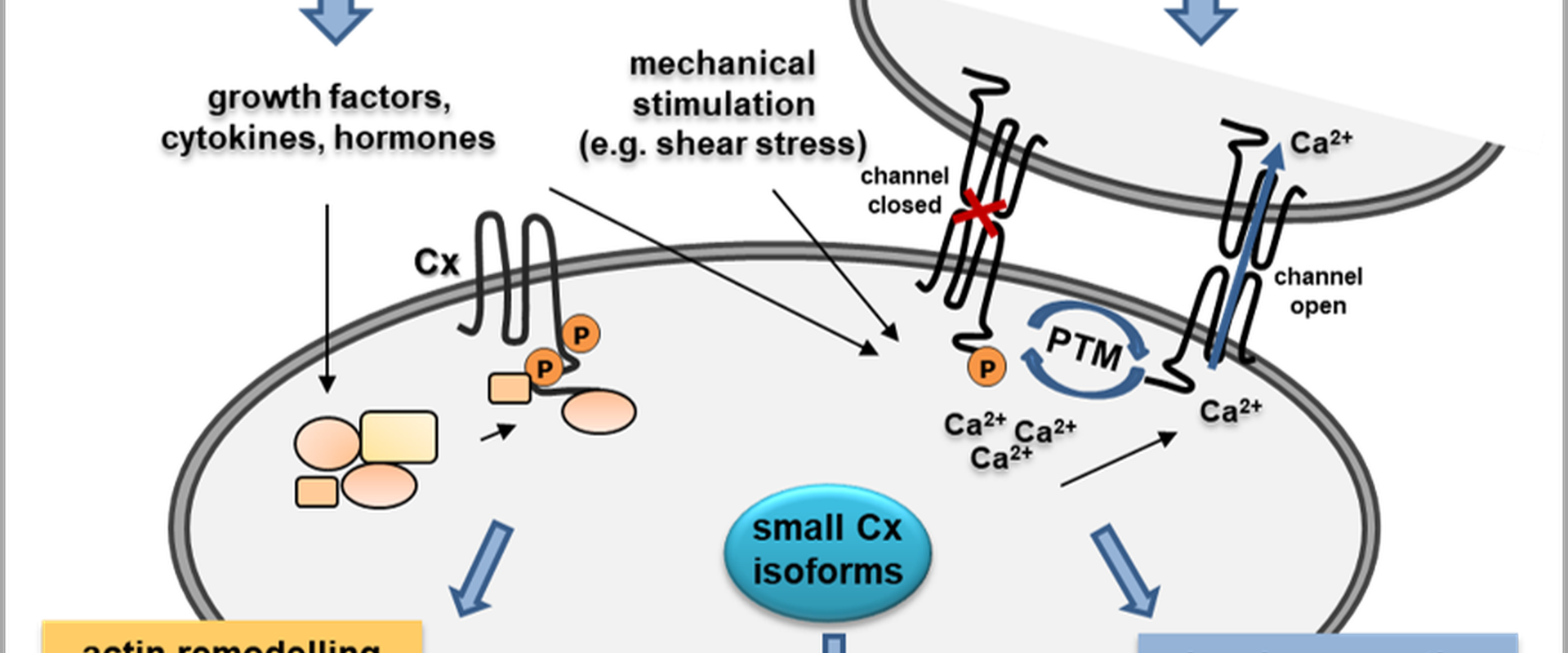 Functional impact of small connexin isoforms