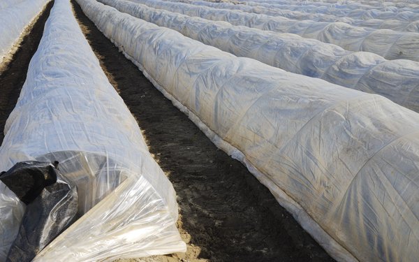 Über ein braunes Feld sind tunnelartig weiße Plastikfolien gespannt