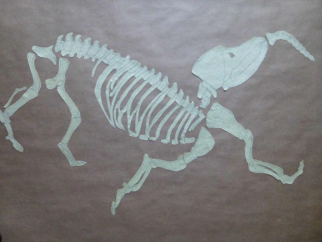 Skelettogramm Collage