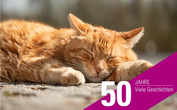 Die Augsburger Campus Cat liegt schlafend auf dem Boden.