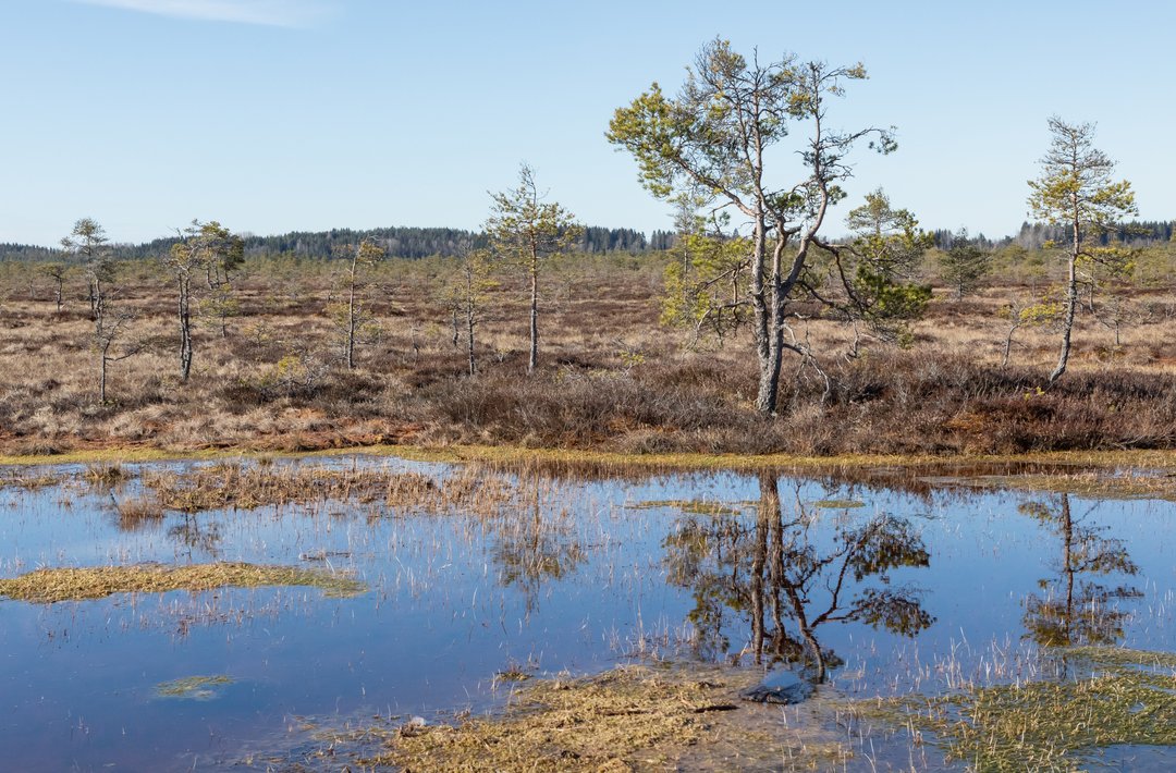 Blick über eine Moorlandschaft mit Wasser und bräunlichem Gras. Im Hintergrund ein kleiner Baum mit lichter Krone und blauer Himmel.