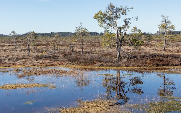 Blick über eine Moorlandschaft mit Wasser und bräunlichem Gras. Im Hintergrund ein kleiner Baum mit lichter Krone und blauer Himmel.