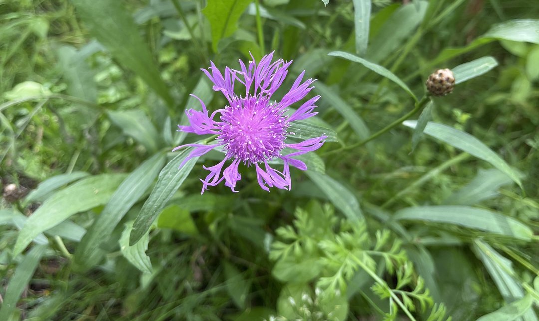 Schwarze Flockenblume (Centaurea nigra)