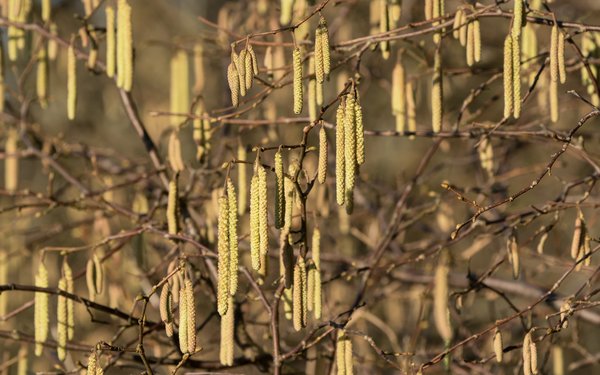 Blühende Haselnüsse an einem Baum.