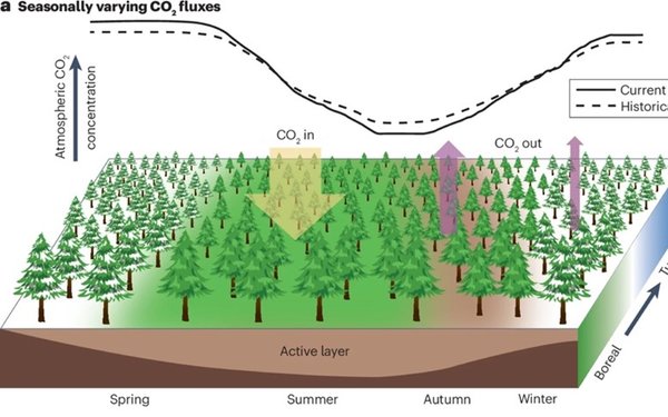Abbildung der saisonalen Schwankung der CO2-Flüsse in den nördlichen hohen Breiten.