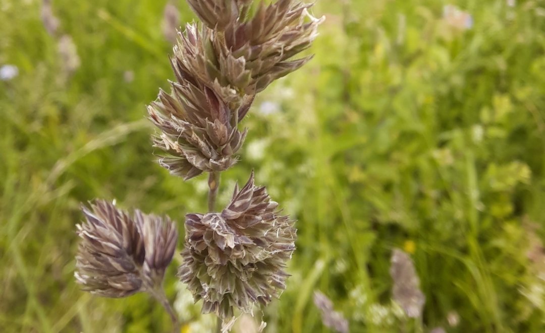 Wiesen-Knäuelgras (Dactylis glomerata)