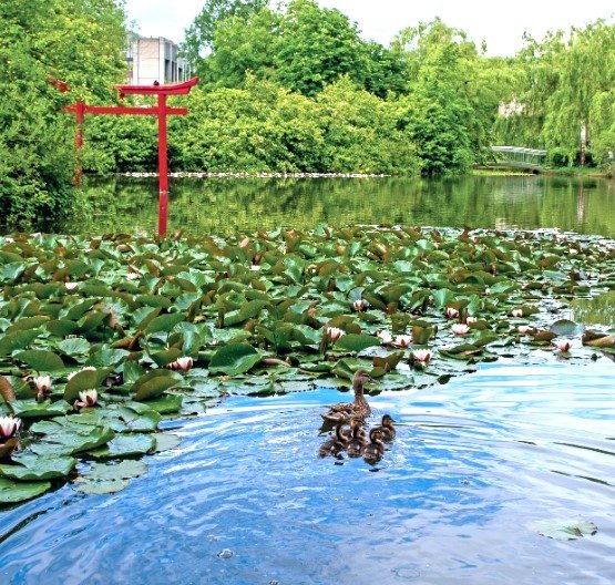 Teich auf dem Campus mit Enten