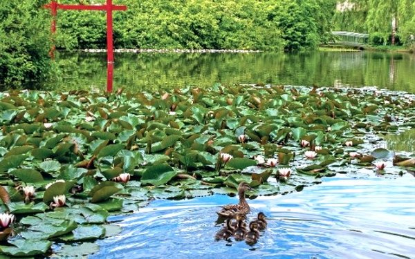 Teich auf dem Campus mit Enten