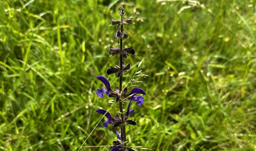 Wiesensalbei
