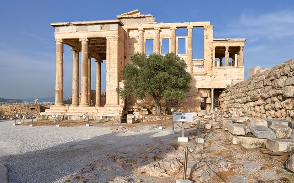Bild des Olivenbaums vor dem Erechtheion auf der Akropolis