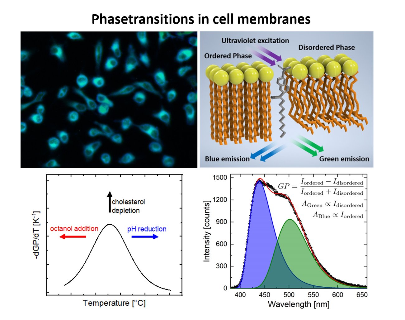 Neuer Artikel zu Phasenumwandlungen in Zellmembranen