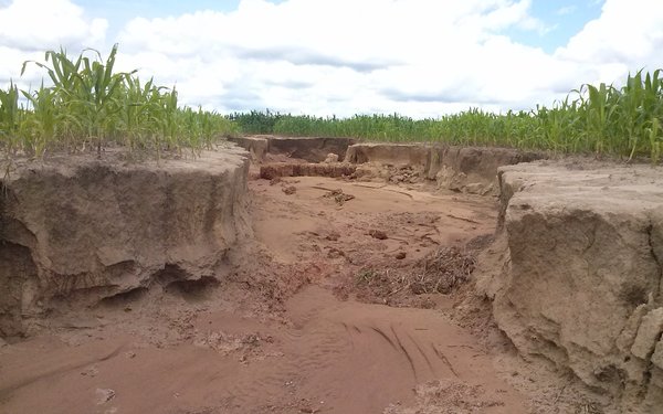 Gro?e, vor��bergehend bestehende Rinne, die sich auf einem Maisfeld auf sandigem Boden gebildet hat.
