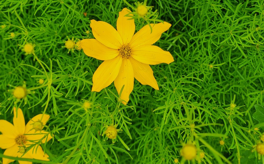 Quirlblättriges Mädchenauge (Coreopsis Verticillata)