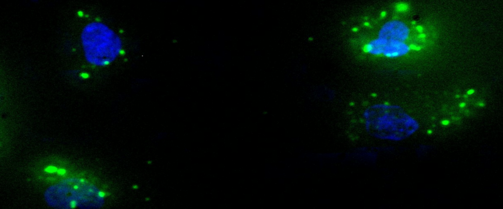 Neuer Artikel zur transienten Permeabilisierung durch Scherfluss